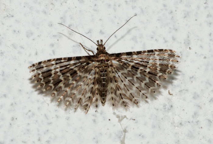 Alucita sp